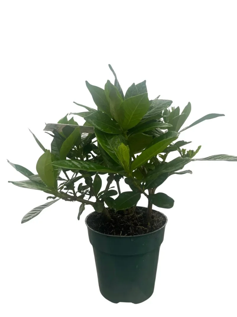 wall planters for indoor plants WallyGrow Eco Wall Planter  Teal Vertical Garden Planter for Indoor Walls