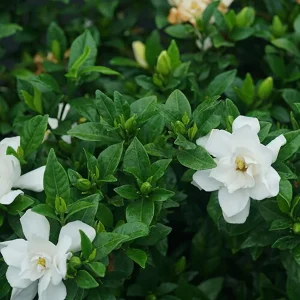 Gardenia Pillow Talk Live Plant – 4 inch Pot – Fragrant White Flowers - Image 2
