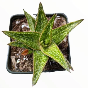 Gasteraloe 'Green Gold' Succulent Plant – Live Indoor/Outdoor Succulent - Image 2