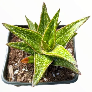 Gasteraloe 'Green Gold' Succulent Plant – Live Indoor/Outdoor Succulent - Image 1