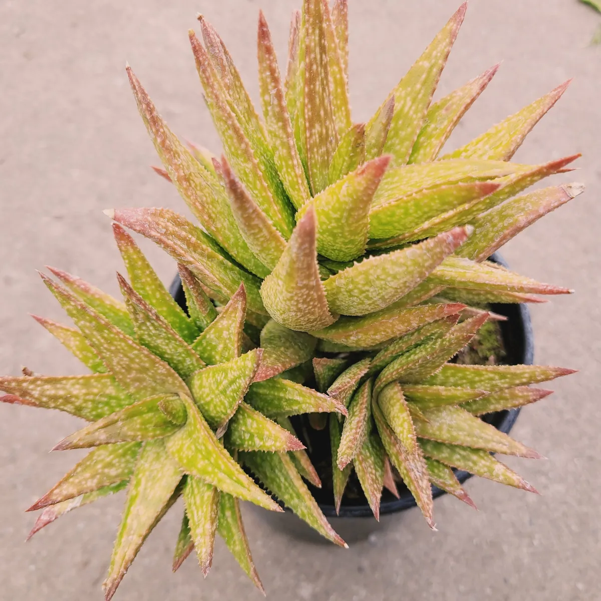 Gasteraloe 'Green Gold' Succulent Plant – Live Indoor/Outdoor Succulent - Image 5