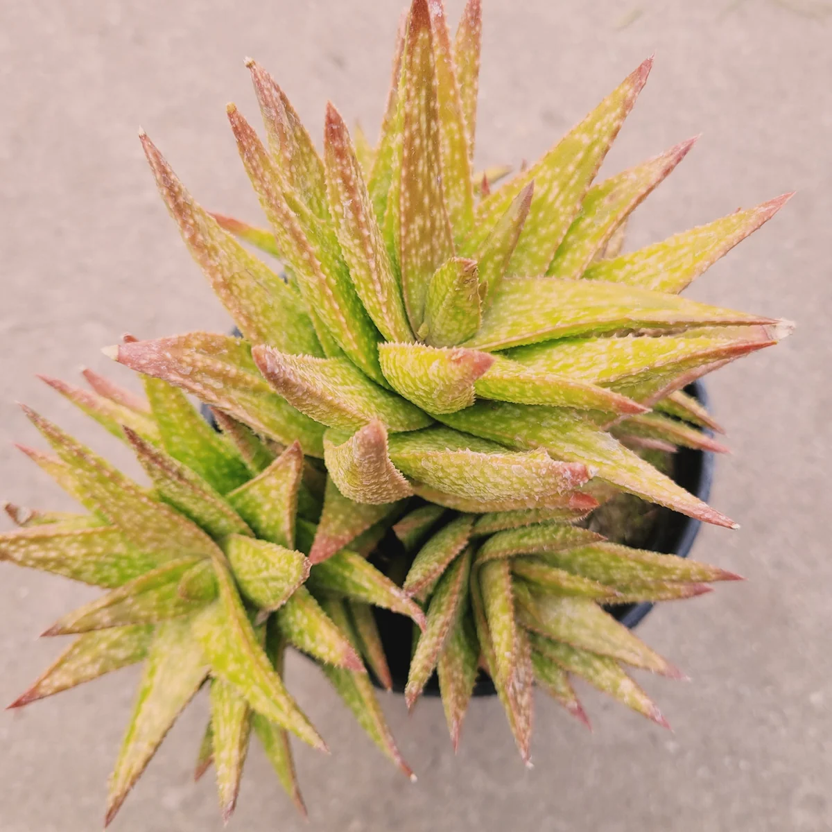 Gasteraloe 'Green Gold' Succulent Plant – Live Indoor/Outdoor Succulent - Image 6