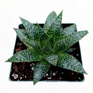 Gasteria 'Flow' Succulent Plant - Live Indoor Houseplant - Image 3