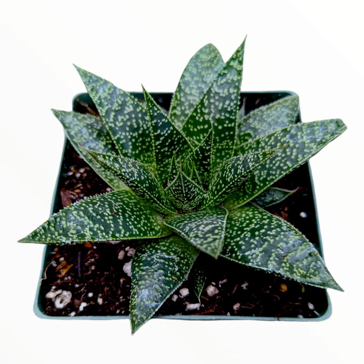 Gasteria 'Flow' Succulent Plant - Live Indoor Houseplant - Image 3