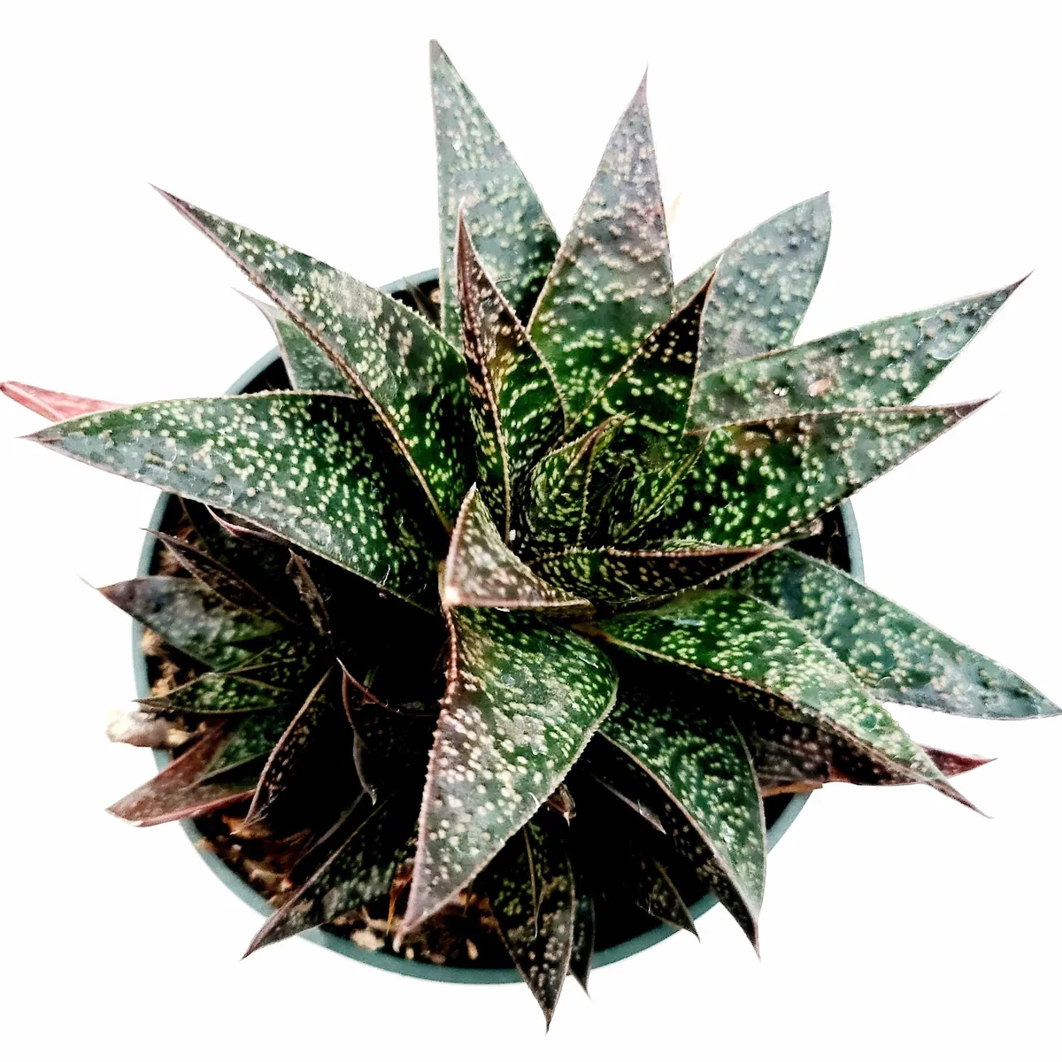 Gasteria 'Flow' Succulent Plant - Live Indoor Houseplant - Image 6