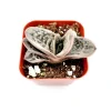 Gasteria Frosty Succulent Live Plant - Easy Care Indoor Houseplant - Image 1