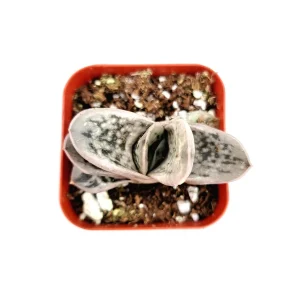 Gasteria Frosty Succulent Live Plant - Easy Care Indoor Houseplant - Image 2