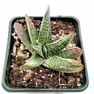 Gasteria 'Little Warty' Succulent Plant – Live Houseplant – Drought Tolerant - Image 2