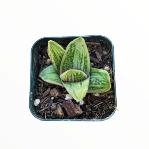 Gasteria 'Little Warty' Succulent Plant – Live Houseplant – Drought Tolerant - Image 5