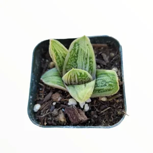 Gasteria 'Little Warty' Succulent Plant – Live Houseplant – Drought Tolerant - Image 6