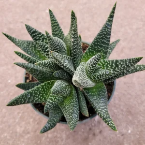 Gasteria 'Okavango' Succulent Plant - Live Indoor Houseplant - Image 5