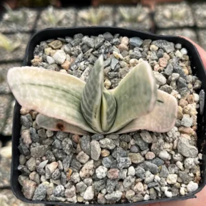 Gasteria Sakura Fuji Variegated Succulent Live Plant - Rare Hybrid in 3.5" Pot - Image 2