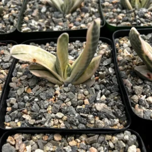 Gasteria Sakura Fuji Variegated Succulent Live Plant - Rare Hybrid in 3.5