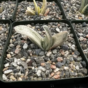 Gasteria Sakura Fuji Variegated Succulent Live Plant - Rare Hybrid in 3.5