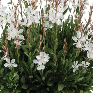 Gaura Lindheimeri Wand Flower Live Plant - Quart Pot, Outdoor Perennial - Image 2
