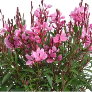 Gaura Lindheimeri Wand Flower Live Plant - Quart Pot, Outdoor Perennial - Image 1