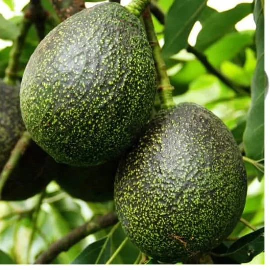 GEM Avocado Tree - Live Plant - 3 to 4 Feet Tall - Grafted for Fruit Production - Image 1