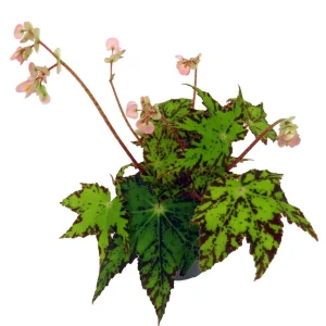 Geometry Begonia Live Plant - 4" Pot - Vibrant Indoor Houseplant - Image 2