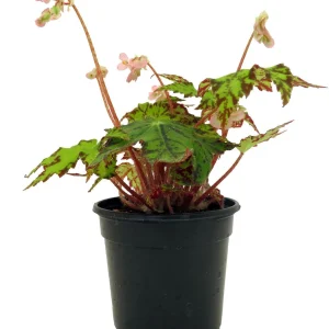 Geometry Begonia Live Plant - 4" Pot - Vibrant Indoor Houseplant - Image 1
