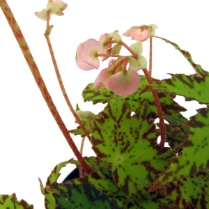 Geometry Begonia Live Plant - 4
