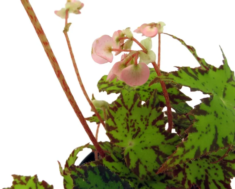 Geometry Begonia Houseplant - 4