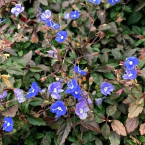 Georgia Blue Veronica Live Plant – Blue Flowers – 4 inch pot – Outdoor Groundcover - Image 1