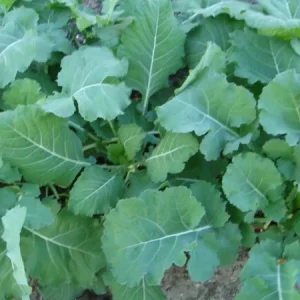 Georgia Southern Collard Seeds - Non-GMO Vegetable Seeds - Easy to Grow - Image 2