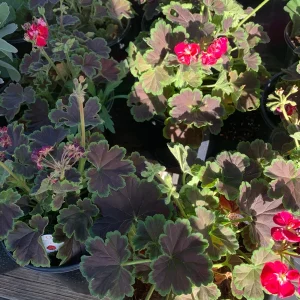 Geranium Brocade Cherry Night Live Plant – 6 inch Pot – Outdoor Annual - Image 2
