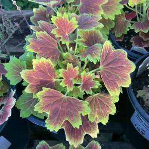 Geranium Vancouver Centennial Live Plant – 1 Gallon Pot – Outdoor - Image 2