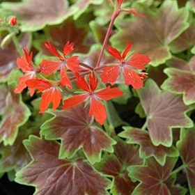 Geranium Vancouver Centennial Live Plant – 1 Gallon Pot – Outdoor - Image 1