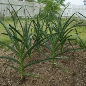 German Red Garlic Bulbs - 2 Hardneck Bulbs for Fall Planting - Non-GMO, Easy to Grow - Image 1