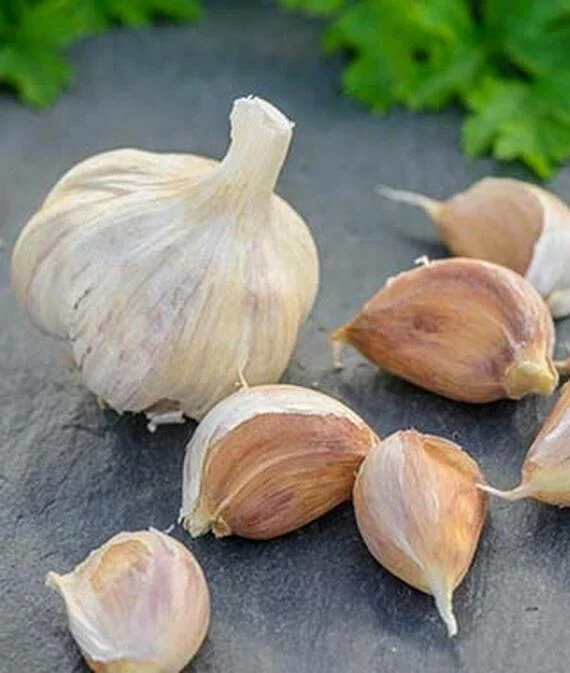 German Red Garlic Seeds - NON-GMO, Healthy, Fast Growing, Perennial, Indoor/Outdoor - Image 5