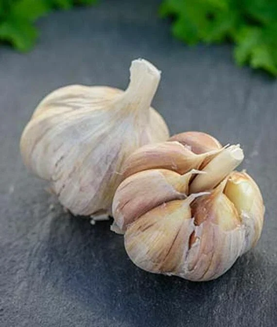 German Red Garlic Seeds - NON-GMO, Healthy, Fast Growing, Perennial, Indoor/Outdoor - Image 6