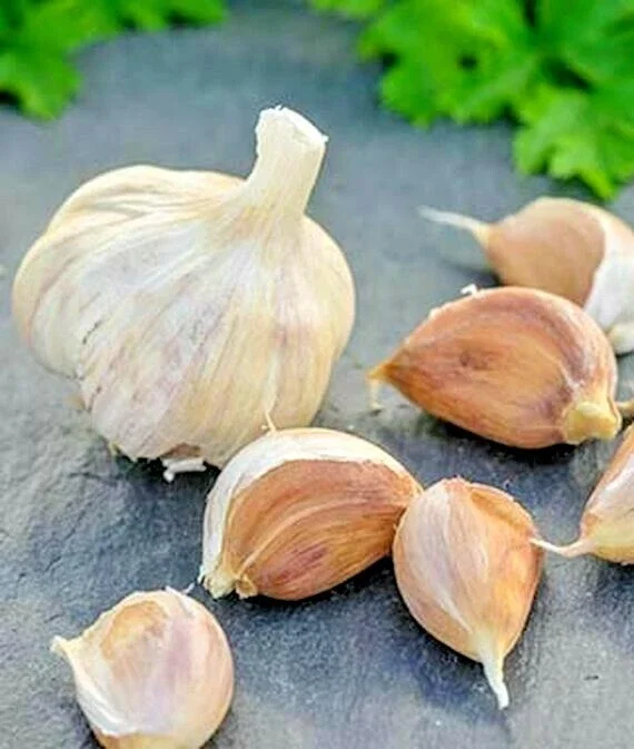 German Red Garlic Seeds - NON-GMO, Healthy, Fast Growing, Perennial, Indoor/Outdoor - Image 1