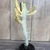Ghost Cactus White Variegated Euphorbia Lactea Live Plant 4" Pot Succulent - Image 1