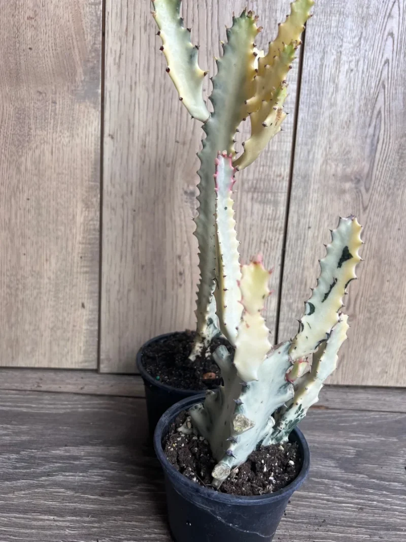 dracena reflexa anita Dracaena 'Anita' Variegated 12" standard / stump