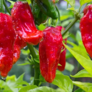 Ghost Pepper Bhut Jolokia Seeds - Extremely Hot Pepper - 25+ Seeds - Indoor/Outdoor - Image 2