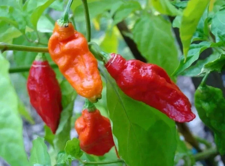 Ghost Pepper Seeds - Bhut Jolokia - Extremely Hot Pepper Seeds - 25+ Seeds - Indoor/Outdoor - Image 1