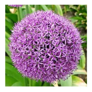 Giant Allium Gladiator Bulbs - Purple Ornamental Onion - 10-12 cm - Outdoor - Image 2