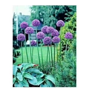 Giant Allium Gladiator Bulbs - Purple Ornamental Onion - 10-12 cm - Outdoor - Image 3