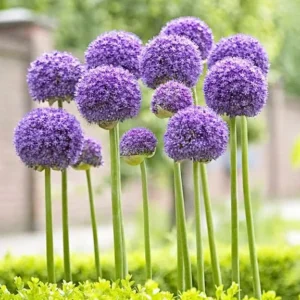 Giant Allium Gladiator Bulbs - Purple Ornamental Onion - 10-12 cm - Outdoor - Image 1