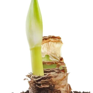 Giant Amaryllis Bulb 30/32cm - Holiday Blooms - One Bulb - Easy Indoor Grow - Image 3