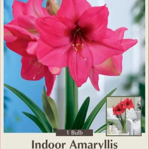 Giant Bright Pink Amaryllis Bulb – 32/34cm – Large Flowering Bulb - Image 1