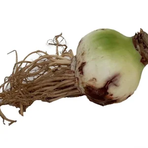 Giant Dutch Amaryllis Bulb - Magic Touch - 32/34cm Bulb - One Bulb - Indoor/Outdoor - Image 3