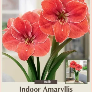 Giant Dutch Amaryllis Bulb - Magic Touch - 32/34cm Bulb - One Bulb - Indoor/Outdoor - Image 1