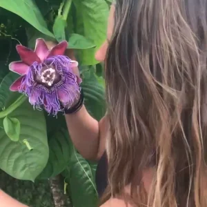 Giant Granadilla Live Plant - Passiflora quadrangularis - 6-10 inch Tall - Image 2