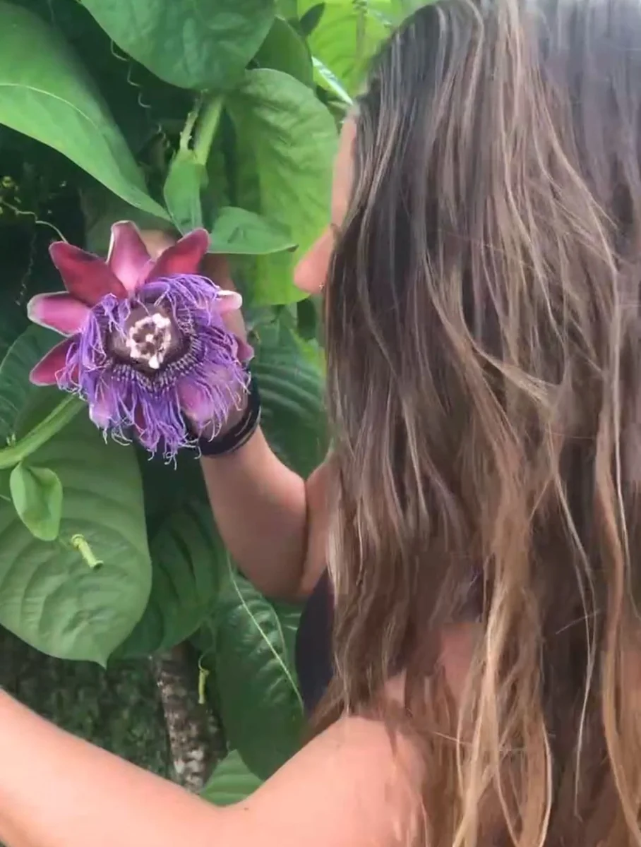 Giant Granadilla Live Plant - Passiflora quadrangularis - 6-10 inch Tall - Image 2