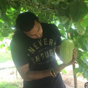 Giant Granadilla Live Plant - Passiflora quadrangularis - 6-10 inch Tall - Image 3