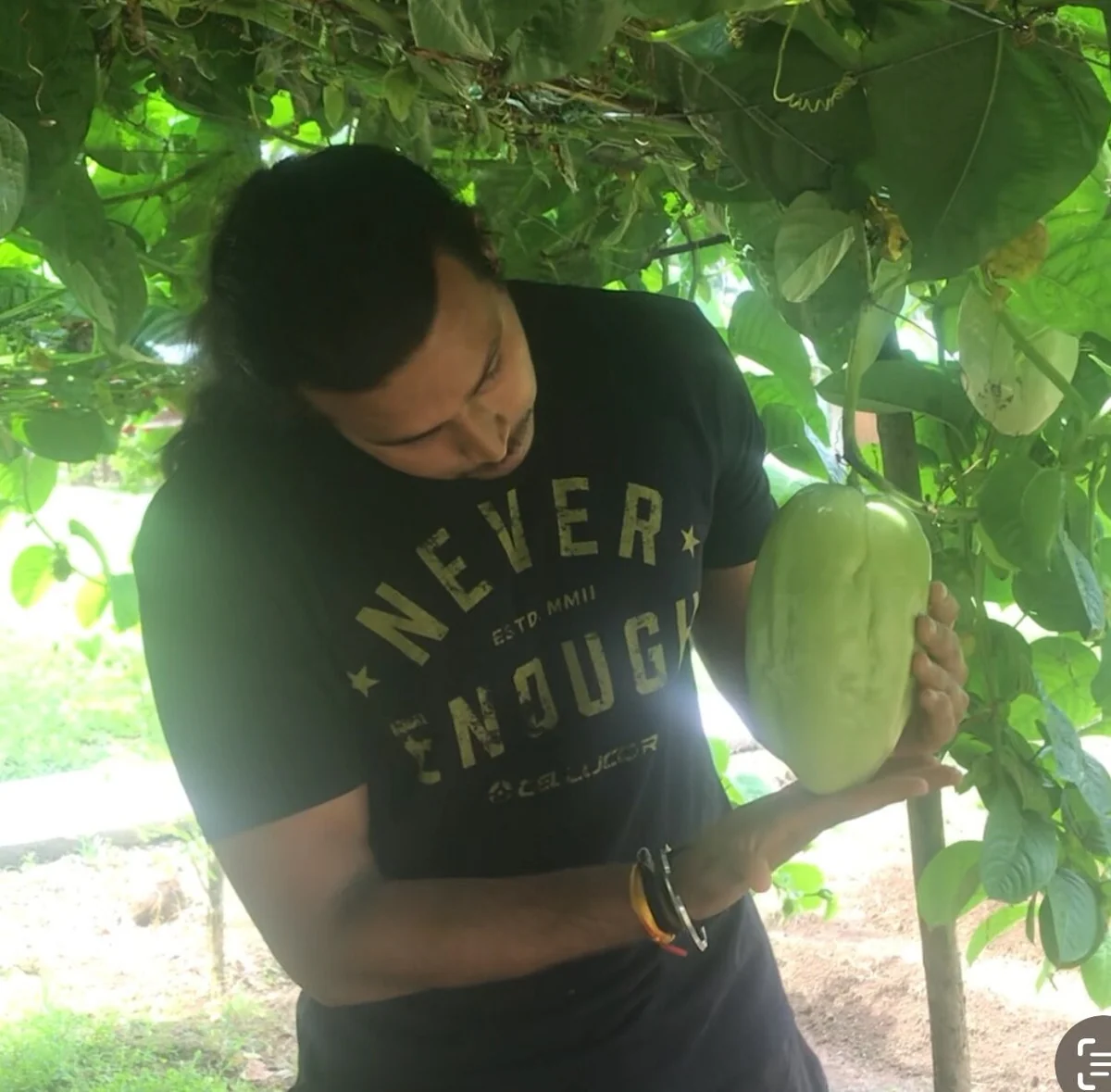 Giant Granadilla Live Plant - Passiflora quadrangularis - 6-10 inch Tall - Image 3