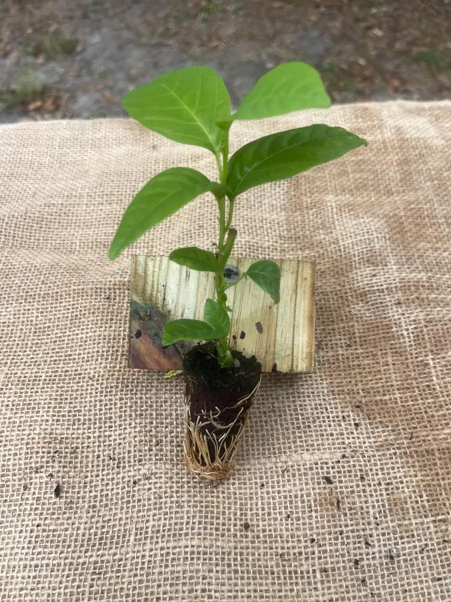 Giant Granadilla Live Plant - Passiflora quadrangularis - 6-10 inch Tall - Image 4